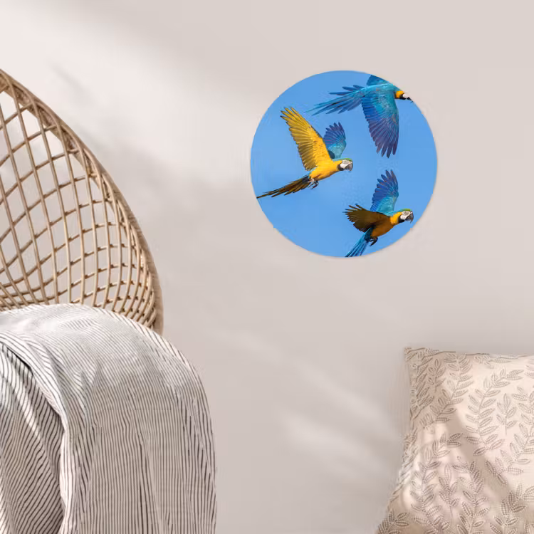 Papagaai - Vliegen - Blauw - Geel Wandcirkel behangsticker klein -sfeer4
