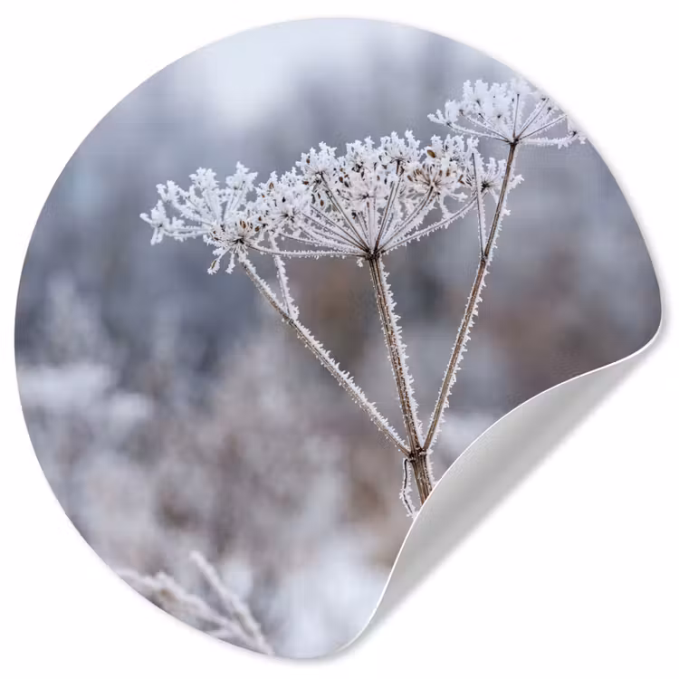 Schermbloem - Rijp - Kristallen - Winter - Delicaat Wandcirkel behangsticker klein -3d