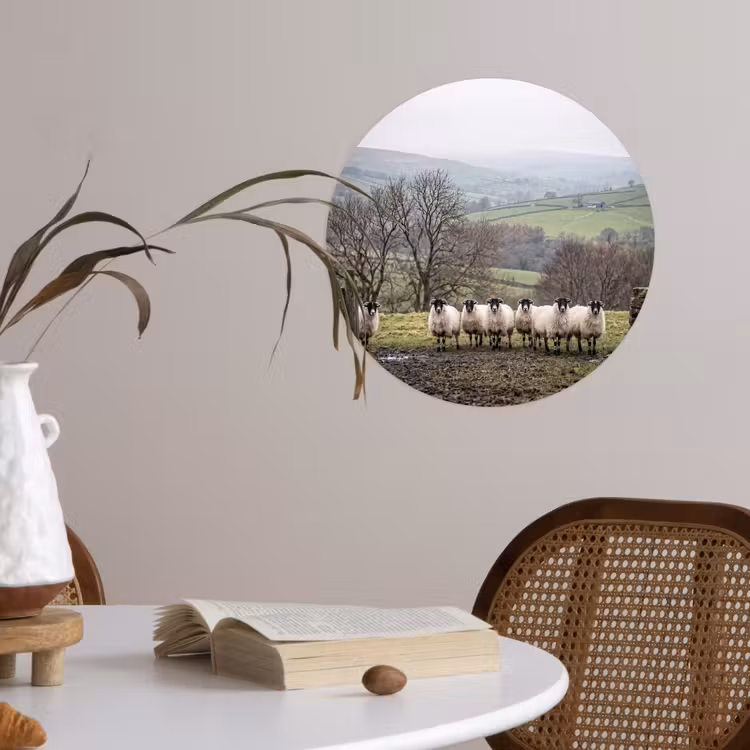 Schapen - Rij - Weide - Dieren - Platteland Wandcirkel behangsticker klein -sfeer3