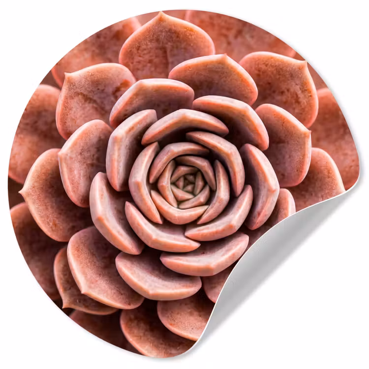 Vetplant - Organisch - Roze Wandcirkel behangsticker klein -3d