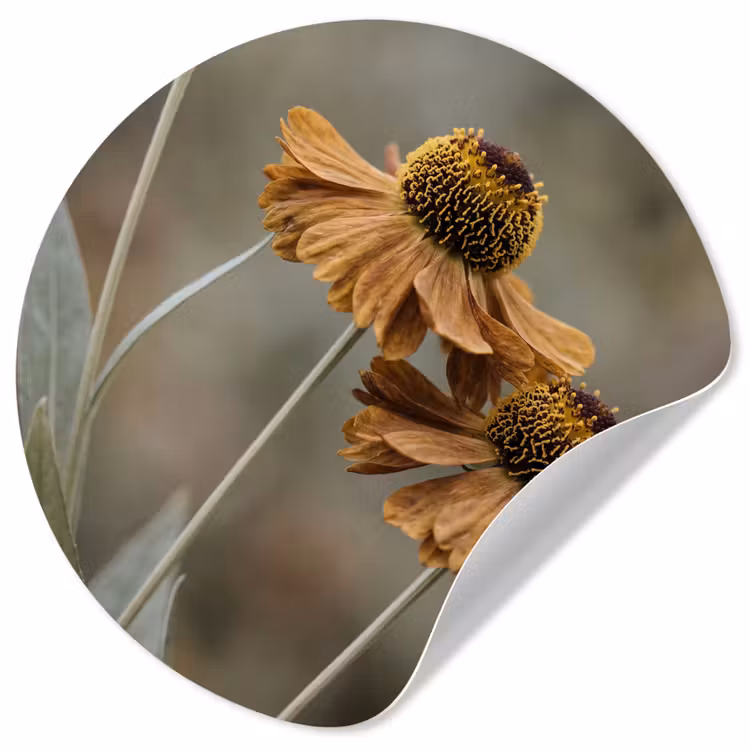 Zonnehoed - Droogbloemen - Geel - Warm Wandcirkel behangsticker klein -3d