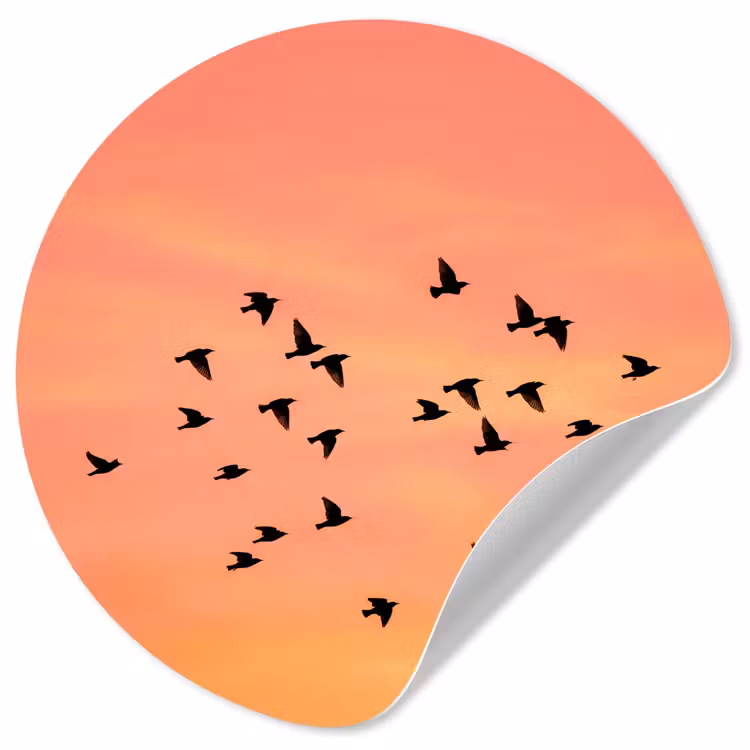 Zwerm - Vogels - Oranje Wandcirkel behangsticker klein -3d