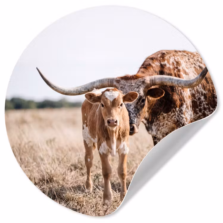 Texas Longhorn - Kalf - Weide - Dieren Wandcirkel behangsticker klein -3d