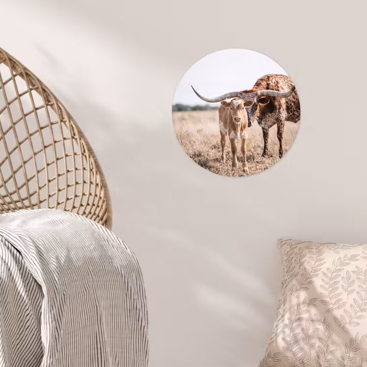 Texas Longhorn - Kalf - Weide - Dieren Wandcirkel behangsticker klein -sfeer4