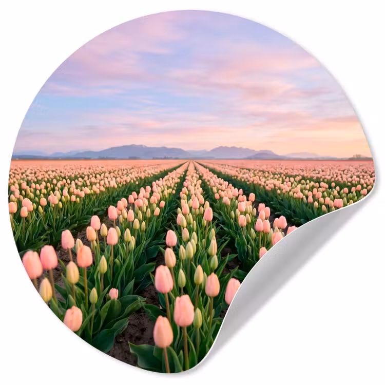 Tulpen - Landschap - Roze Wandcirkel behangsticker klein -3d