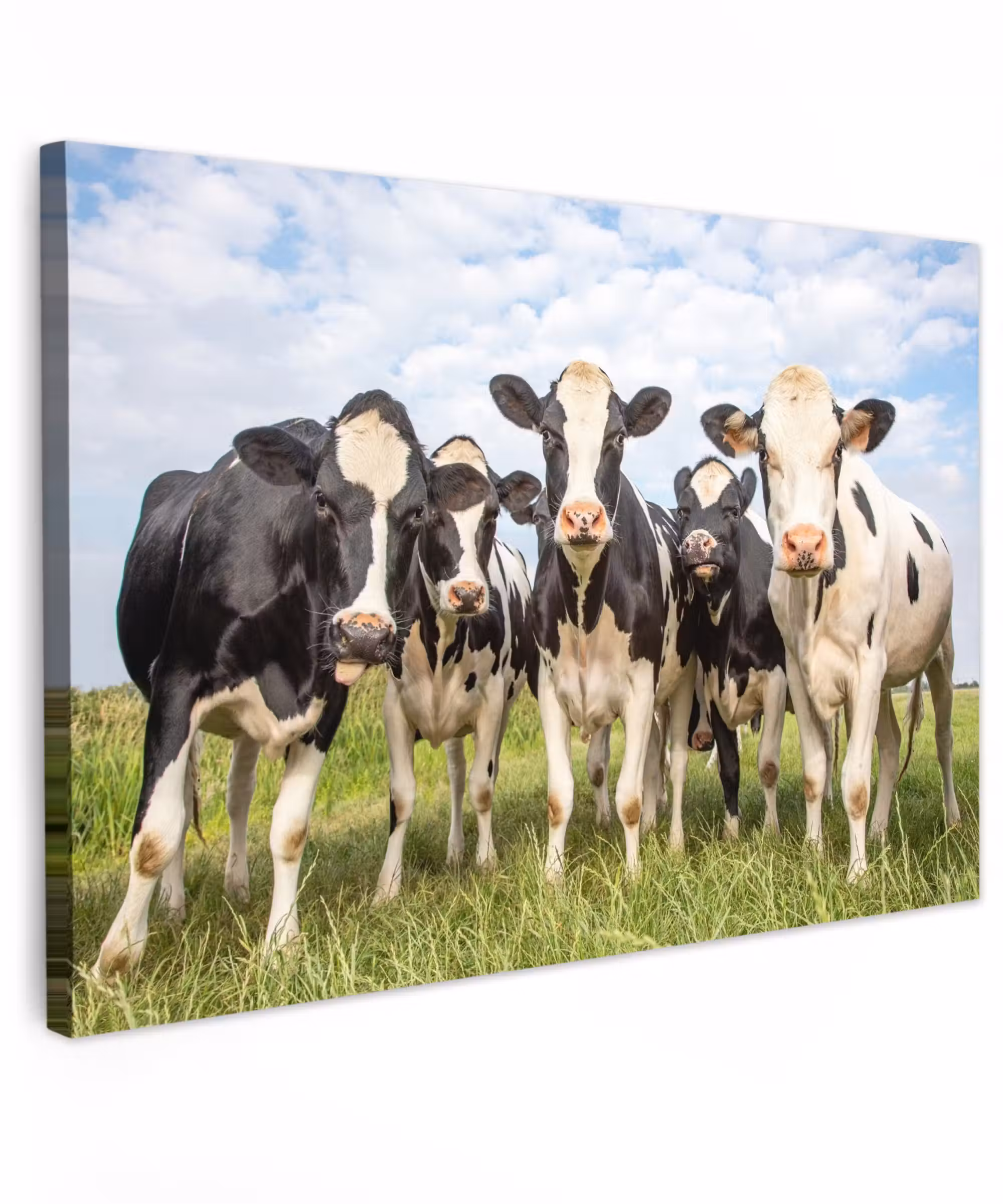 Outdoor Canvas Print - Curious cows in the pasture