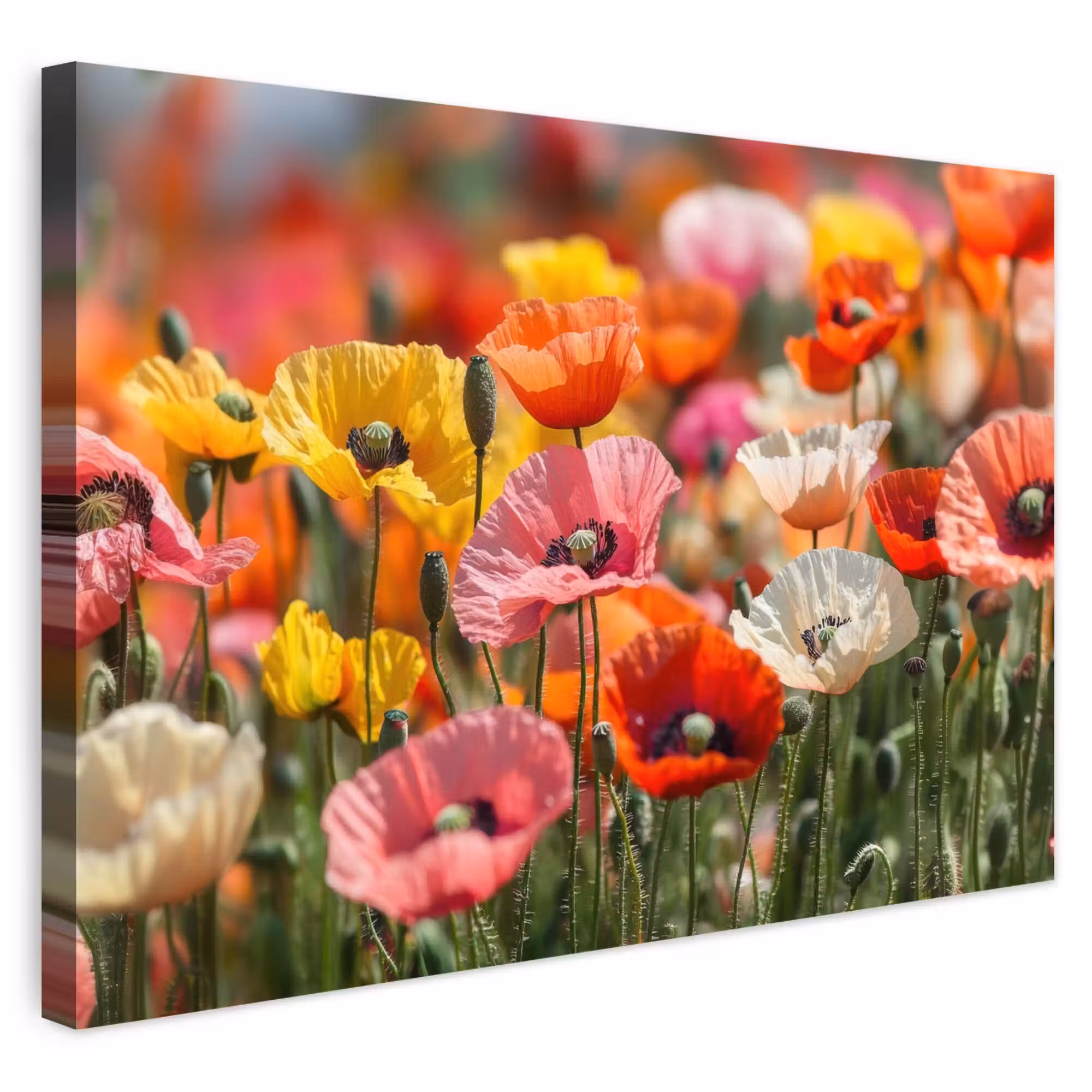 Outdoor Canvas Print - Field of flowers - Poppies - Colorful