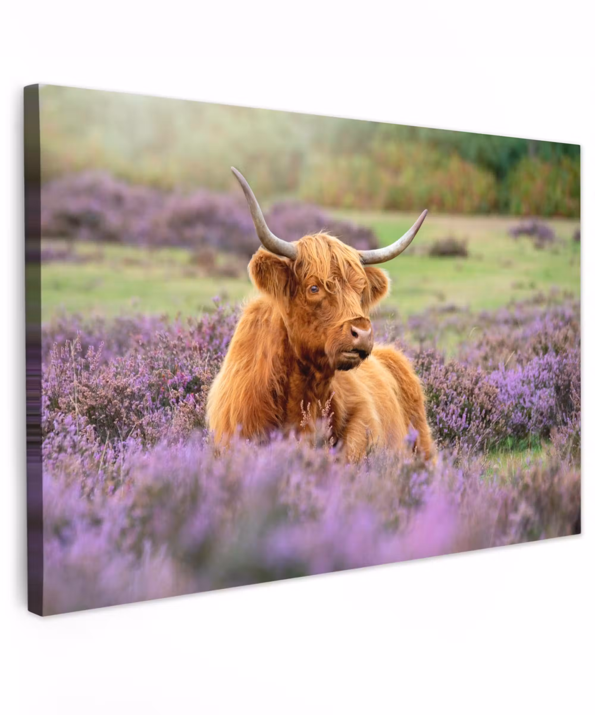 Outdoor Canvas Print - Highlander in the Heath