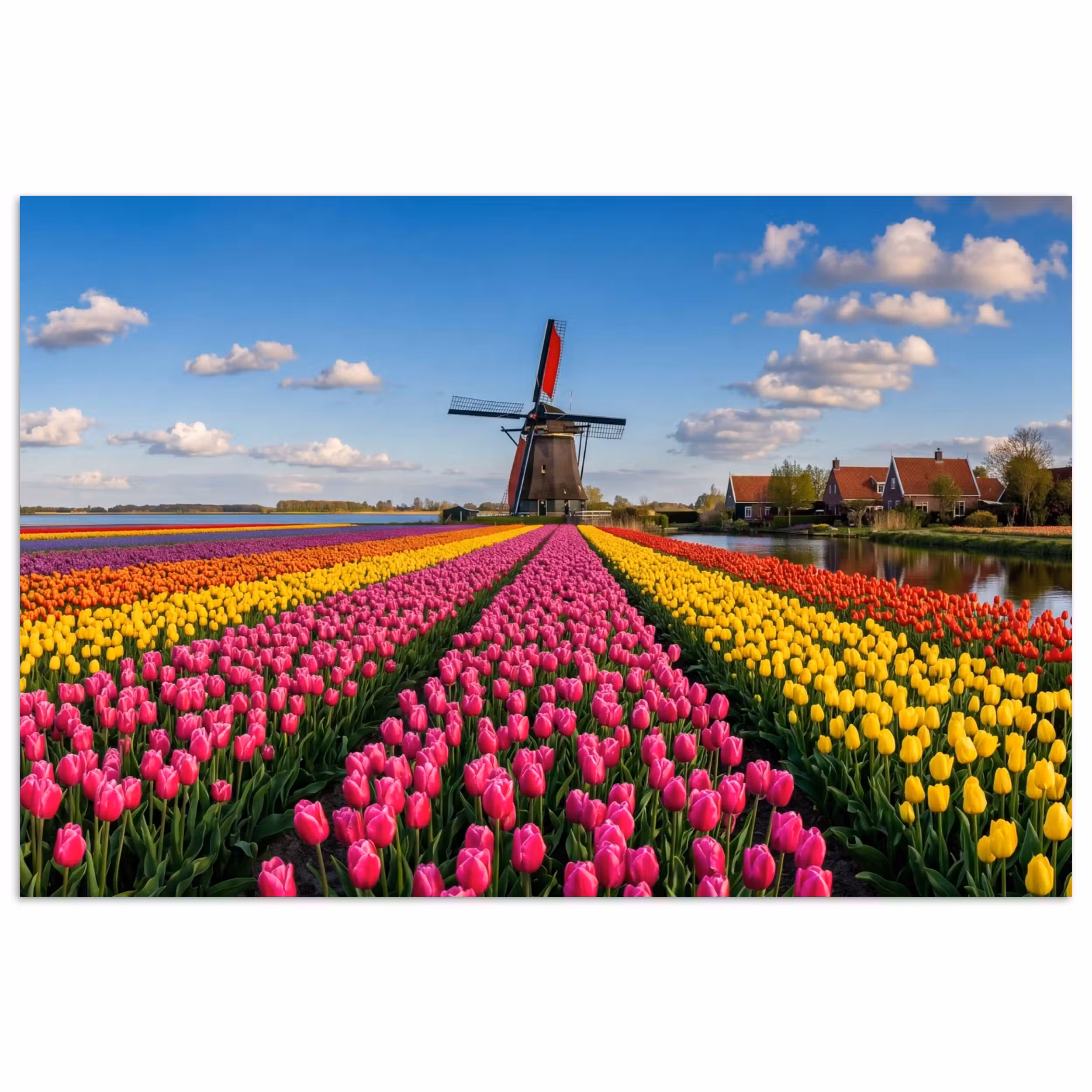 Poster - Tulips - Holland - Mill - Colorful