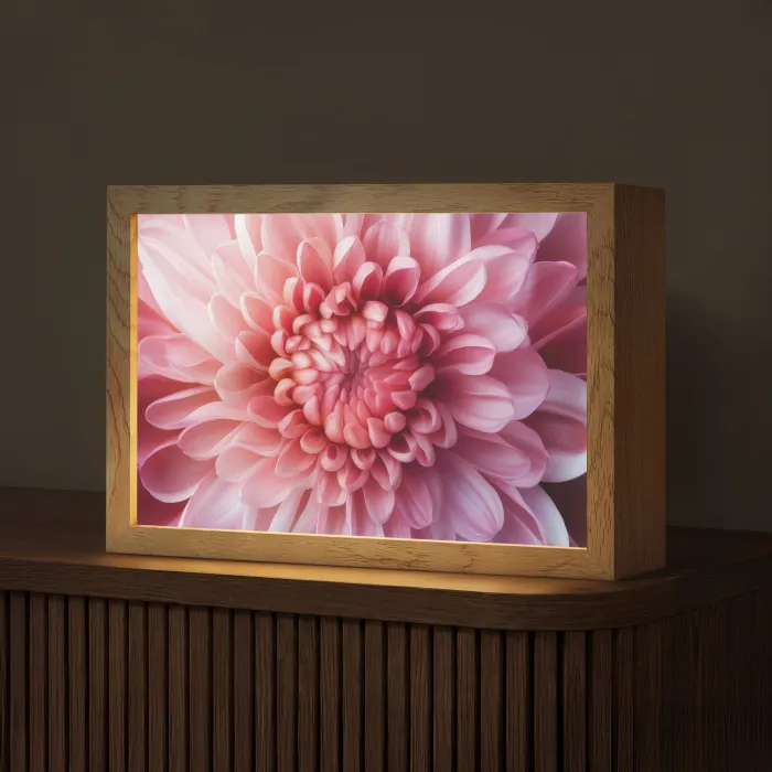 Dahlia - Bloem - Close up - Roze Light Box met kabel (Tafellamp) klein -z3d_website