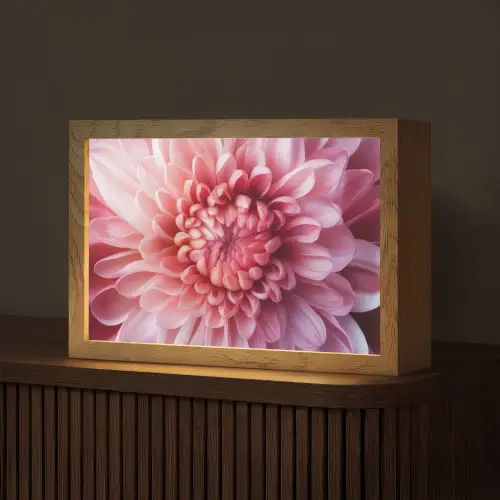 Dahlia - Bloem - Close up - Roze Light Box met kabel (Tafellamp) klein -z3d_website