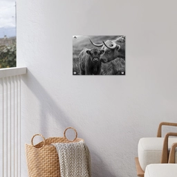 Schotse hooglander - Kalf - Zwart - Wit tuinposter los doek klein -sfeer8