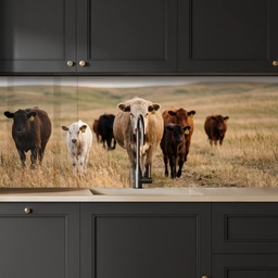 Runderen - Kudde - Landschap - Weide - Rustig keuken achterwand 2 middel -sfeer1