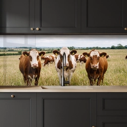 Koeien - Portret - Weide - Boerderij - Nieuwsgierig keuken achterwand 2 middel -sfeer1