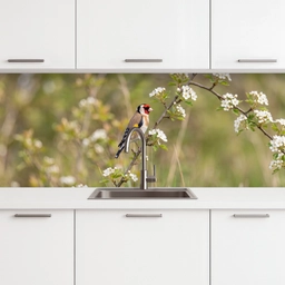 Putter - Bloesem - Lente - Natuur - Kleurrijk keuken achterwand 2 middel -3d