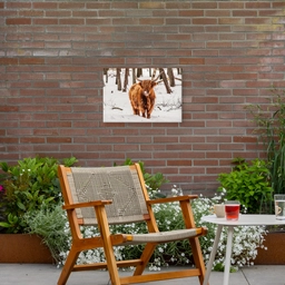 Schotse Hooglander - Sneeuw - Winter - Natuur - Dieren Tuinposter op houten frame 2 cm dik klein -sfeer3