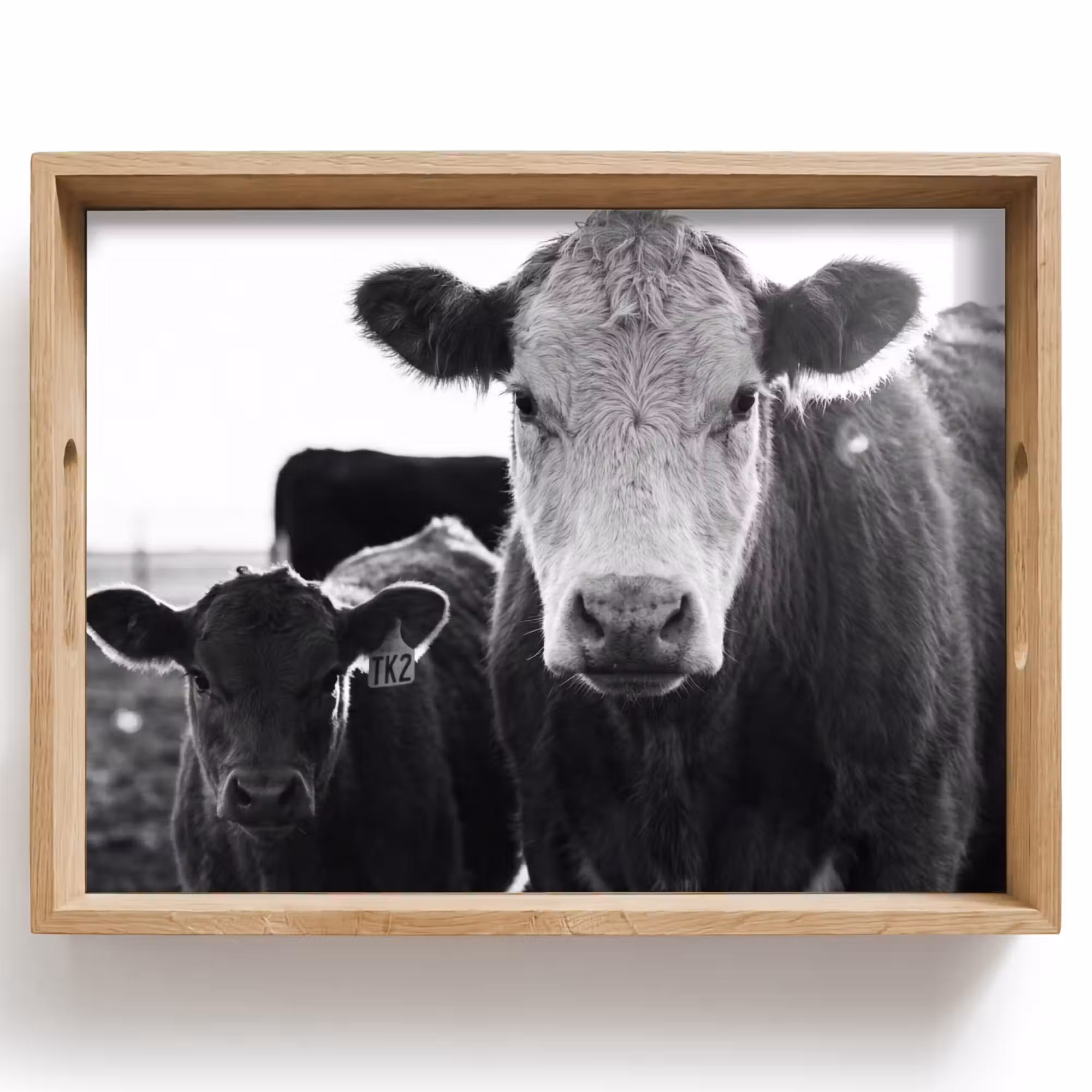 Tray - Cows - Black - White