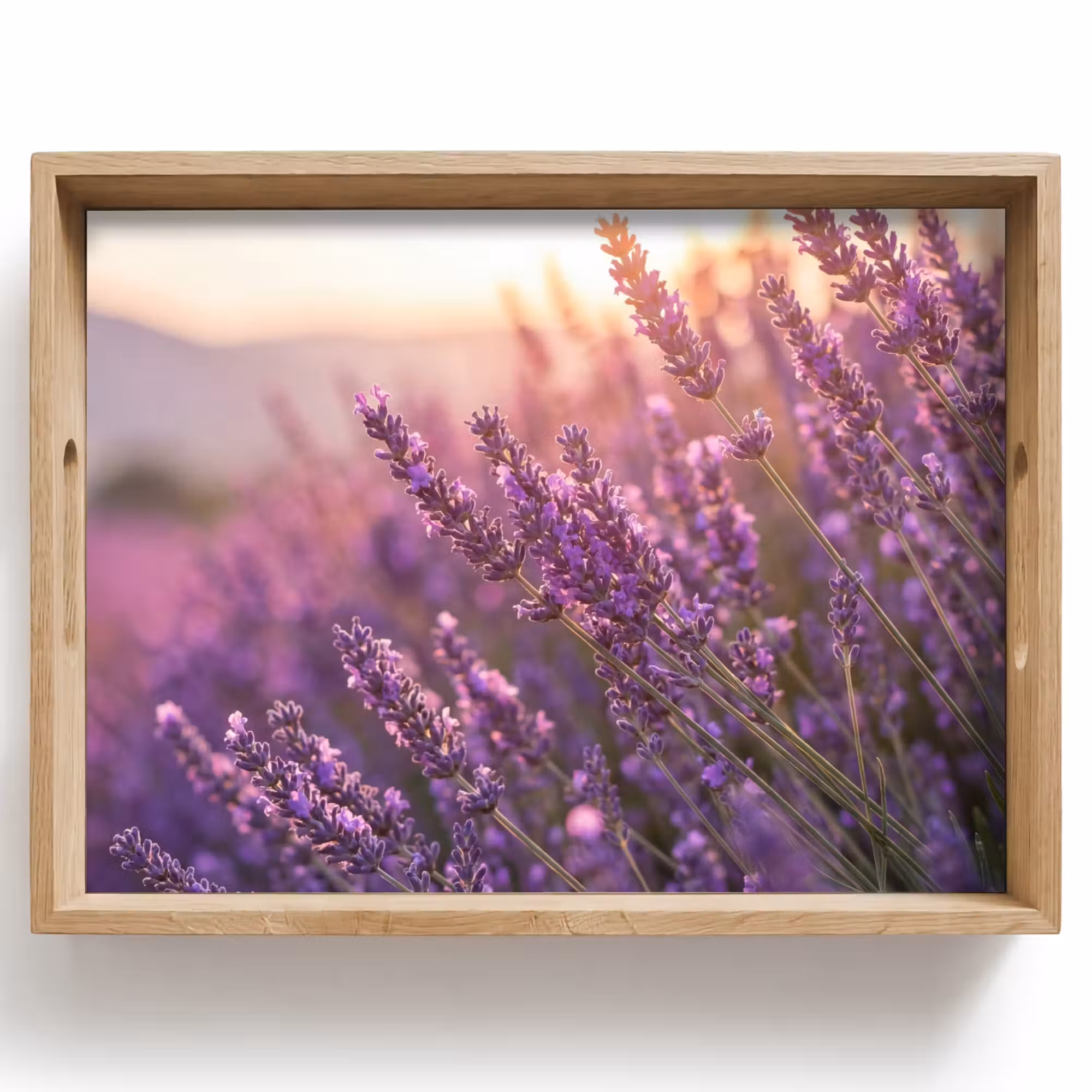 Tray - Lavender - Purple - Sunlight