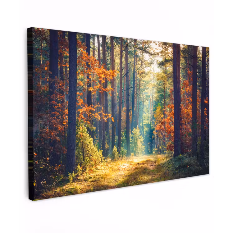 Canvas Print - Forest - Sun - Nature - Autumn — 1