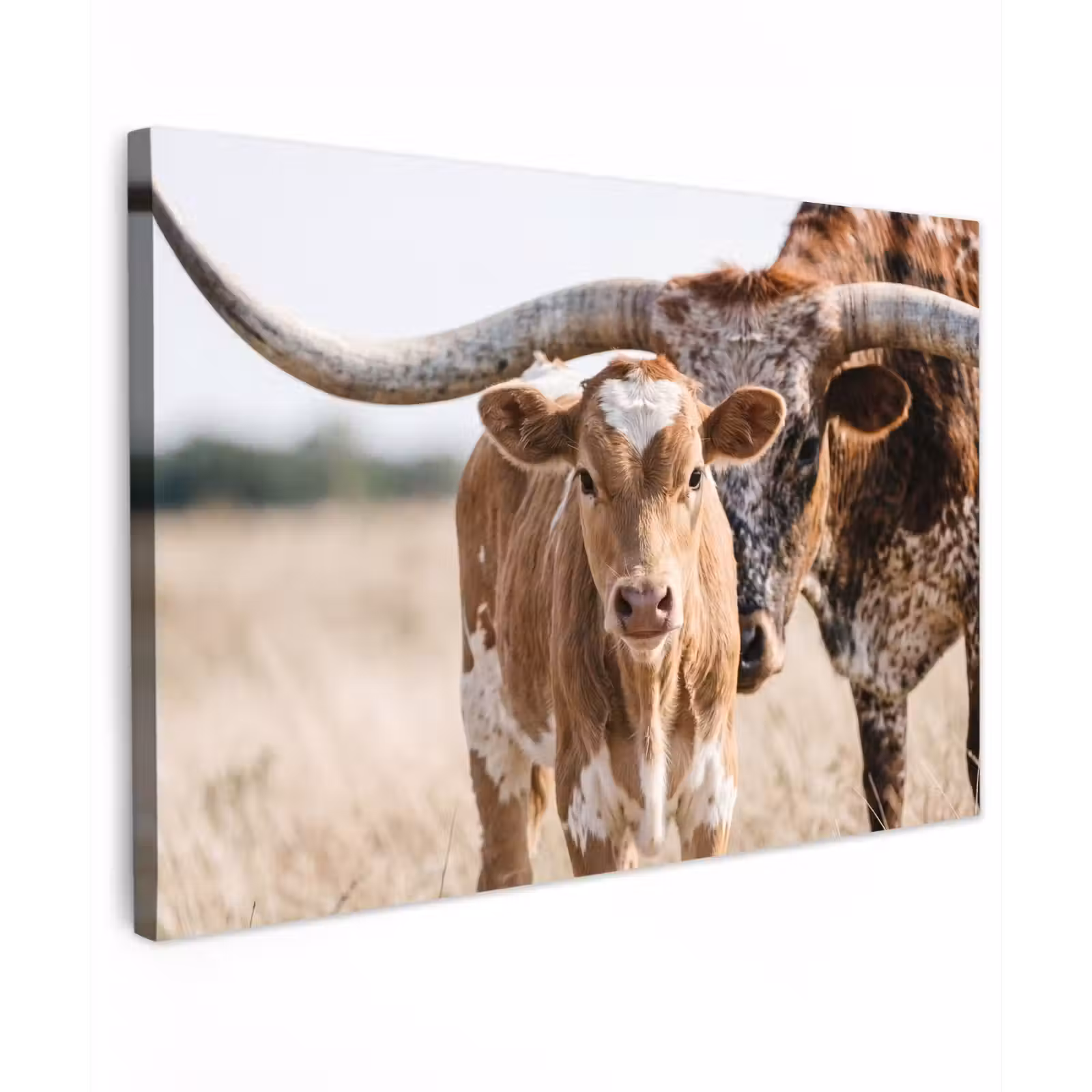 Canvas Print - Texas Longhorn - Calf - Pasture - Animals — 1
