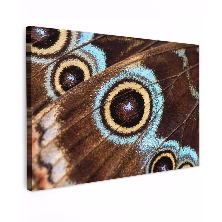 Canvas Print - Wings - Butterfly - Blue — 1