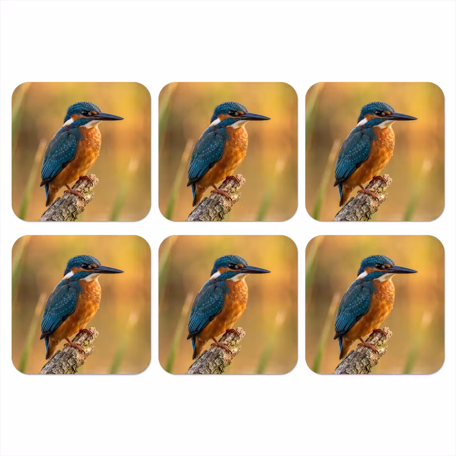 Coaster - Kingfisher - Branch - Water - Colorful - Vibrant — 1