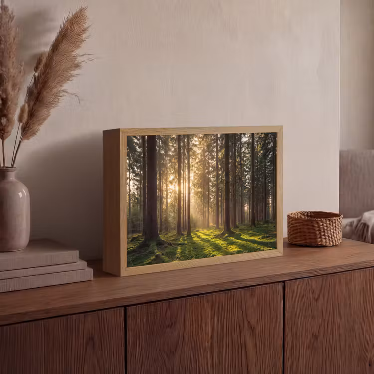 Lightbox - Forest - Grass - Sunlight — 4