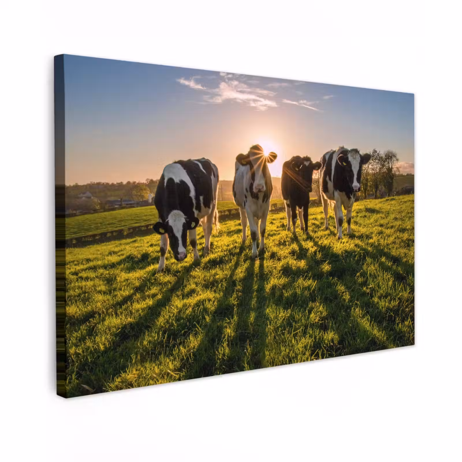 Outdoor Canvas Print - Cows in the morning sun — 1