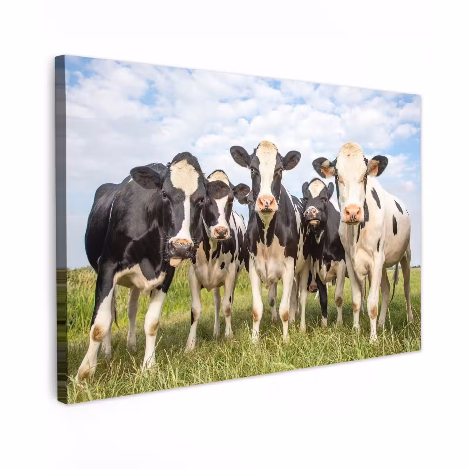 Outdoor Canvas Print - Curious cows in the pasture — 1