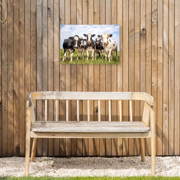 Outdoor Canvas Print - Curious cows in the pasture — 3