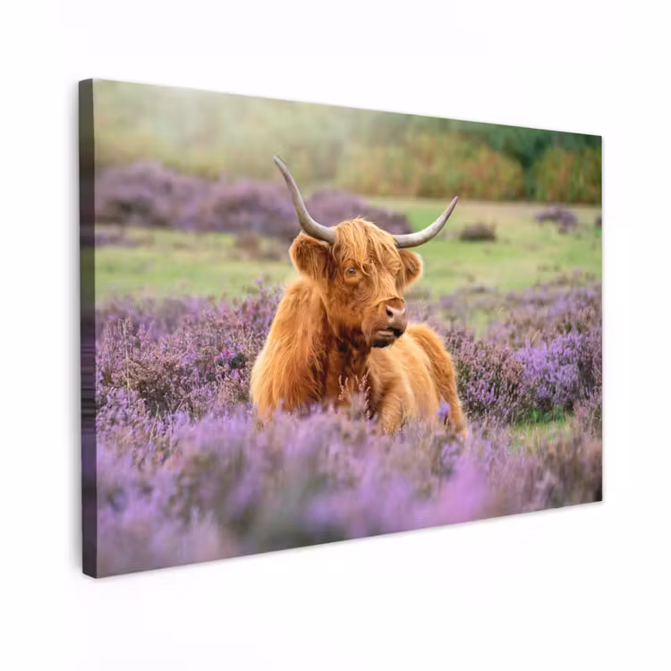 Outdoor Canvas Print - Highlander in the Heath — 1