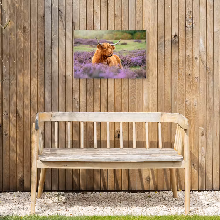 Outdoor Canvas Print - Highlander in the Heath — 3