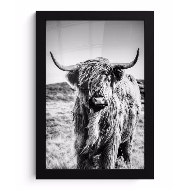 Photo Frame - Scottish Highlander - Nature - Cow - Black - White — 1