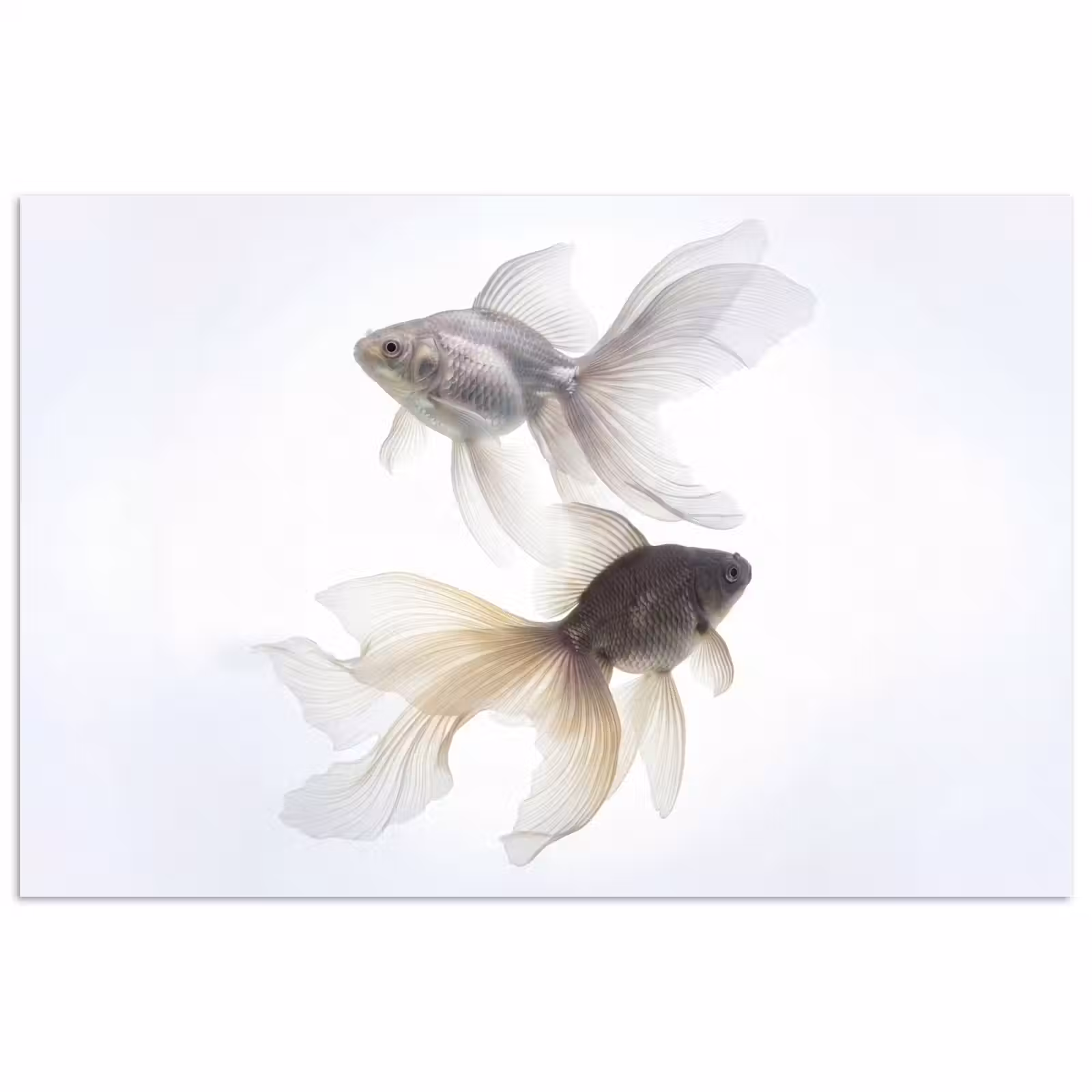 Poster - Goldfish - Modern - White — 1