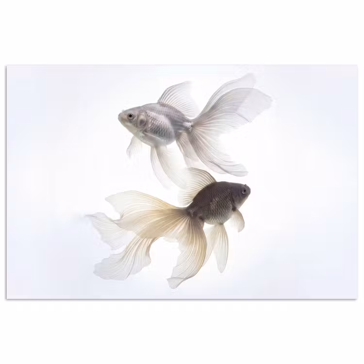 Poster - Goldfish - Modern - White — 1