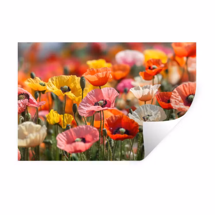 Wall Sticker - Field of flowers - Poppies - Colorful — 1