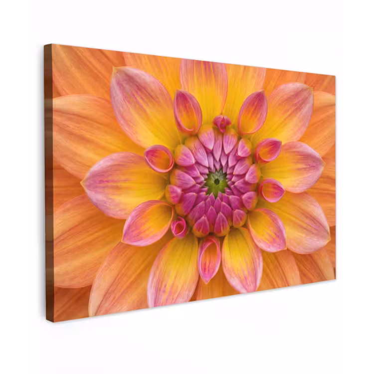 Canvas Print - Dahlia - Flower - Orange — 1