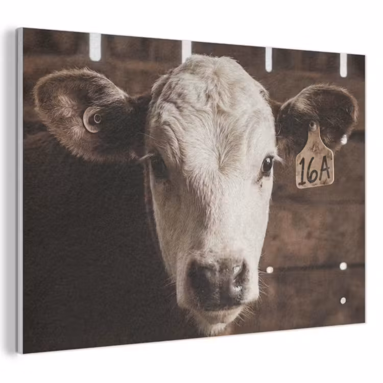 Acoustic Felt - Calf - Earmark - Wooden stable — 1