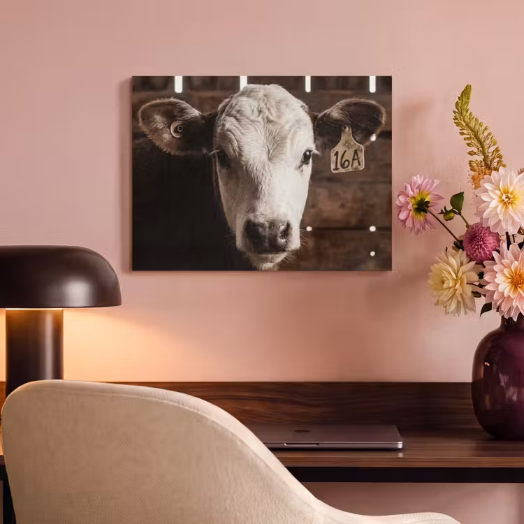 Acoustic Felt - Calf - Earmark - Wooden stable — 4