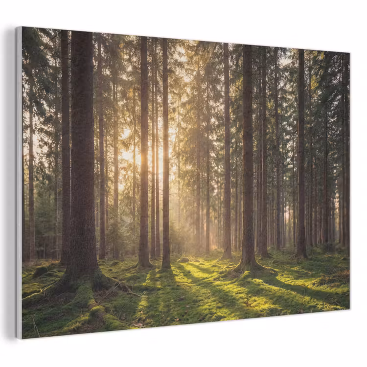 Acoustic Felt - Forest - Grass - Sunlight — 1
