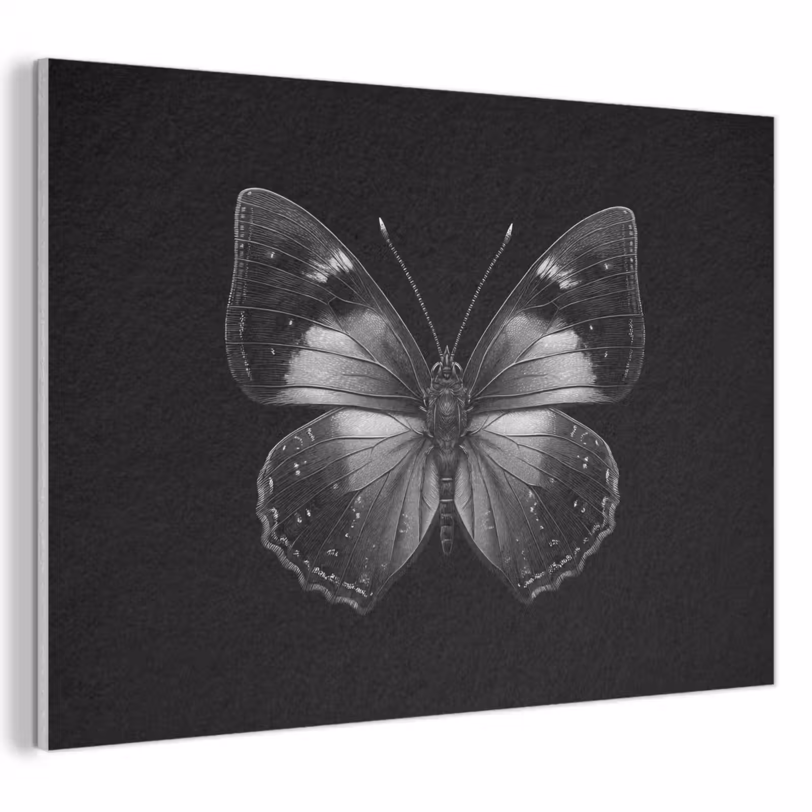 Acoustic Felt - Butterfly - Gray - Mysterious — 1