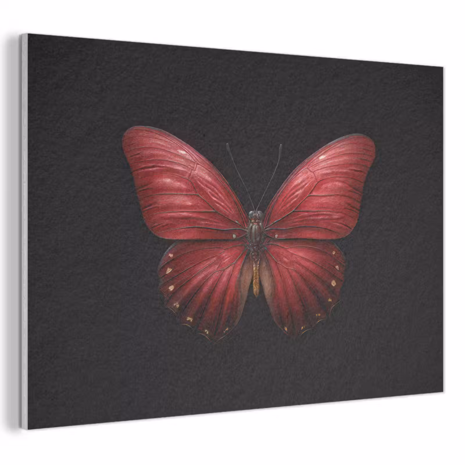 Acoustic Felt - Butterfly - Red - Minimalist — 1