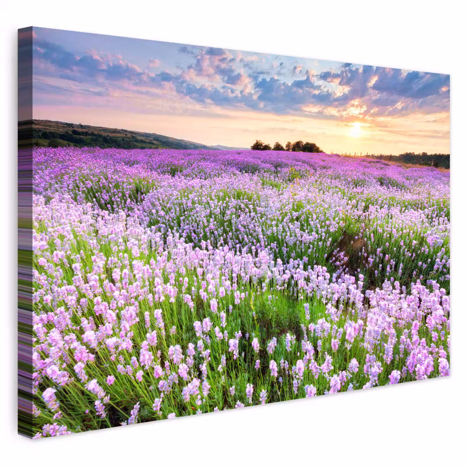 Outdoor Canvas Print - Lavender - Flowers - Sunset - Purple - Meadow — 1