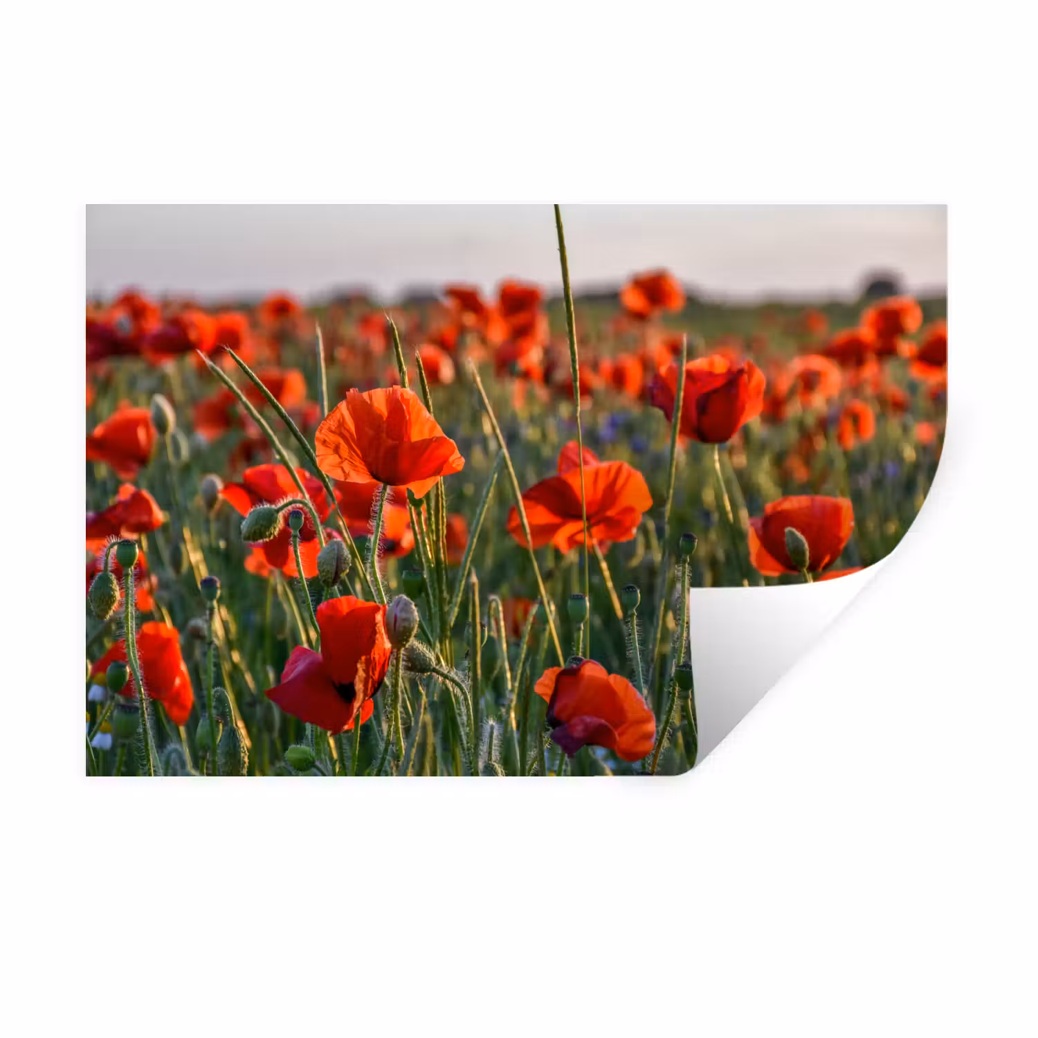 Wall Sticker - Flowers - Poppies - Nature - Red