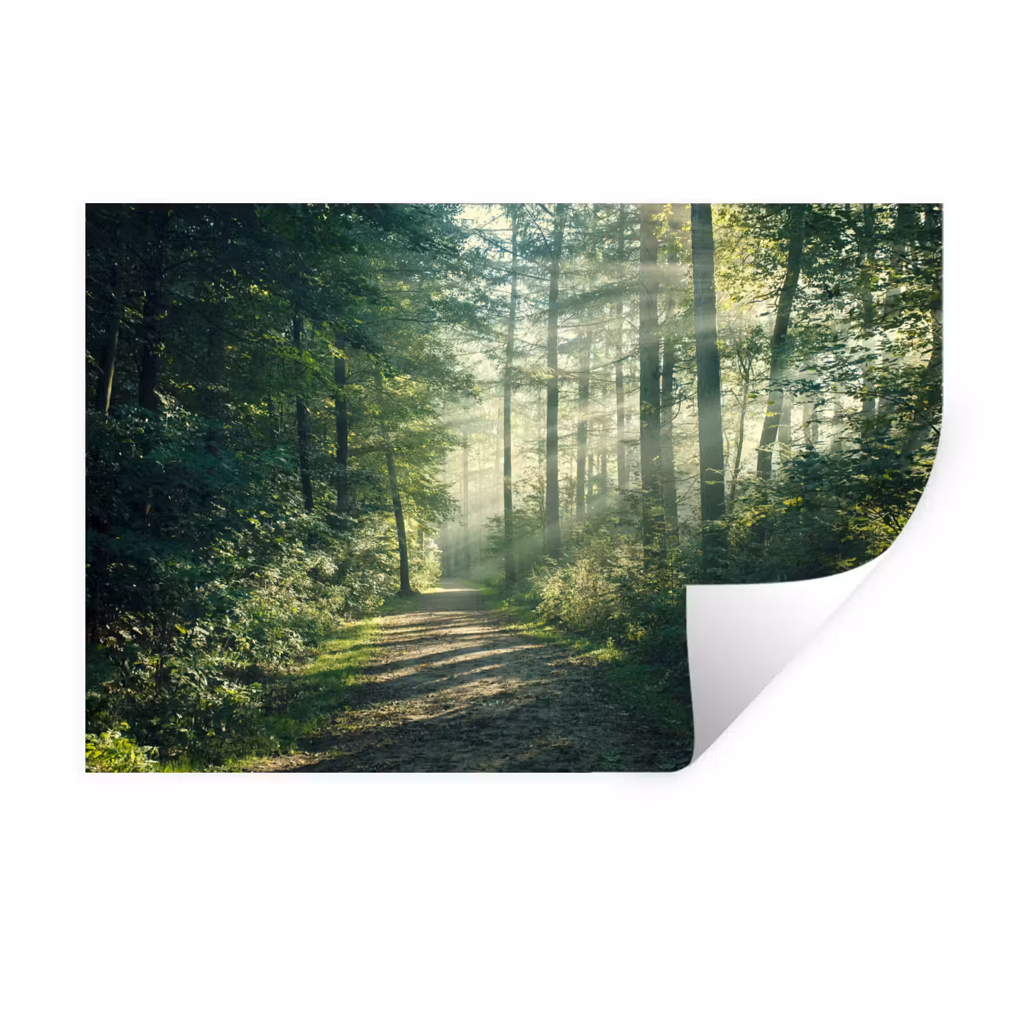 Wall Sticker - Forest - Path - Sun - Trees - Green - Nature