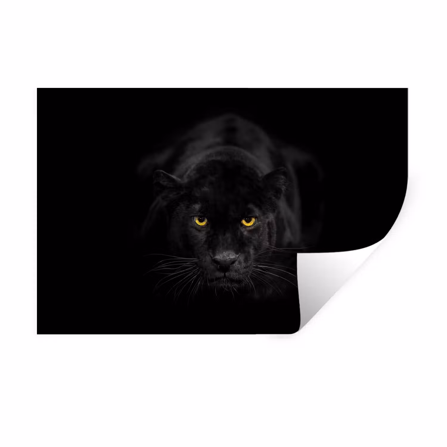Wall Sticker - Panther - Animals - Black - Eyes
